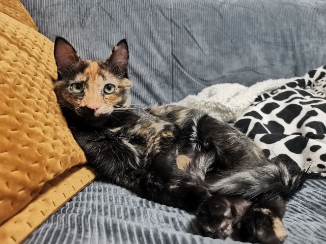 А что это мы котовторник не начинаем? Время пришло!