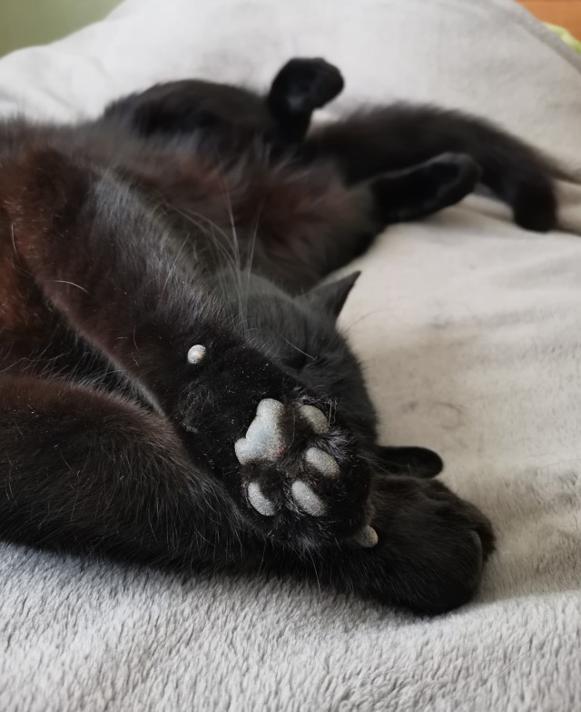 А это мой котан к котовторнику