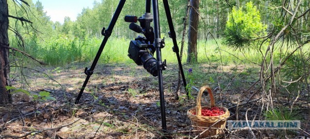 Макрофотография - Инструкция для начинающих