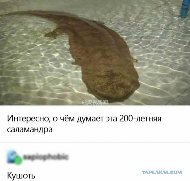 Скриншоты и комментарии из социальных сетей 26.08.22