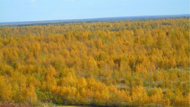 Для ценителей лесов (лесные пейзажи)