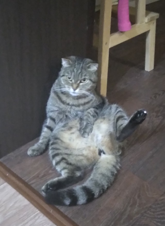 Котовторник 18.10.22