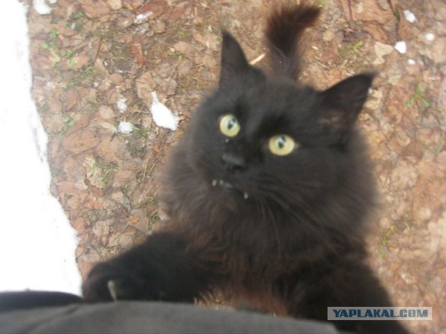 Жизнь домашнего приюта для котеек 423