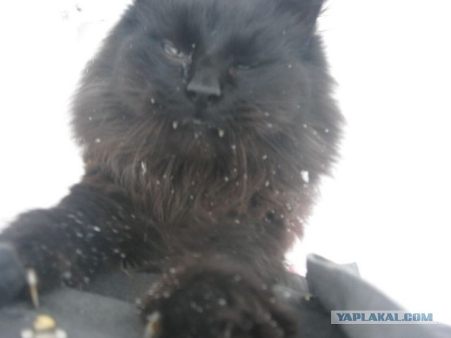Жизнь домашнего приюта для котеек 425