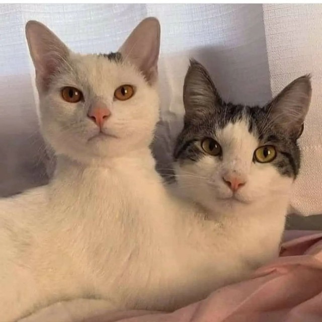 Котаро