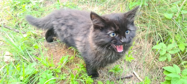 Начинаем котофторник?