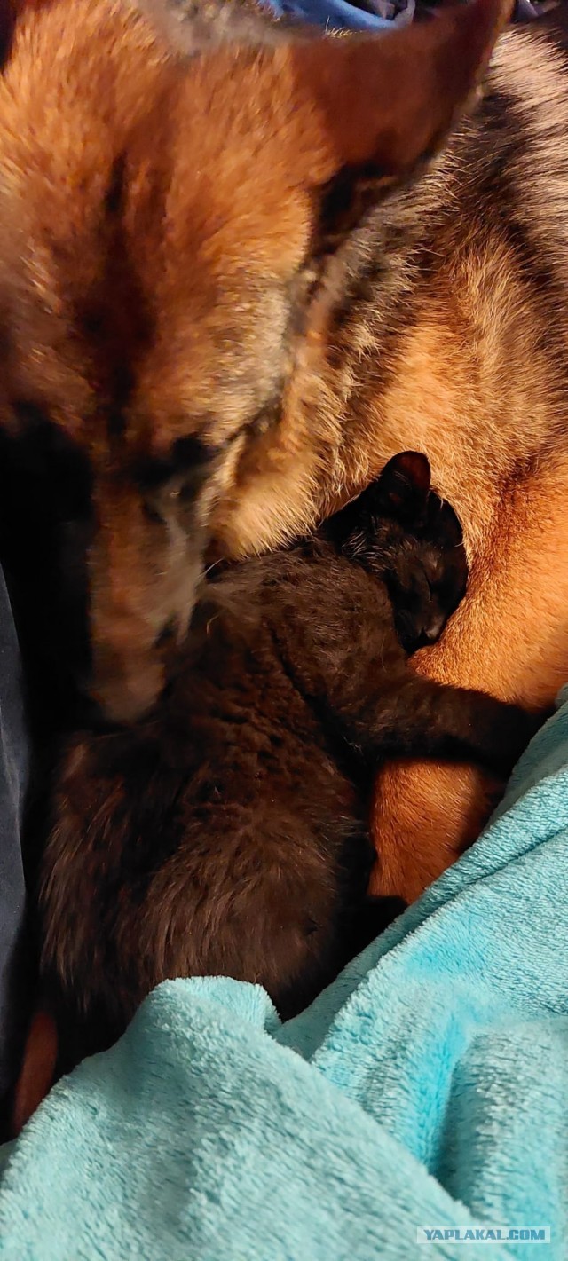 Котя моя. Ну и пусть собакочетверг!