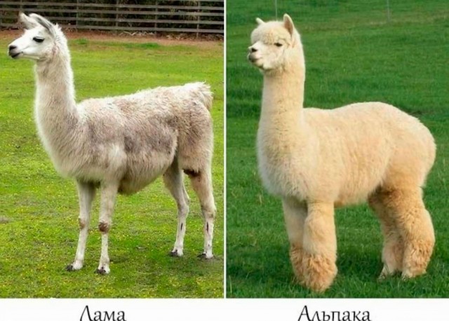 Школа джедаев. Начало