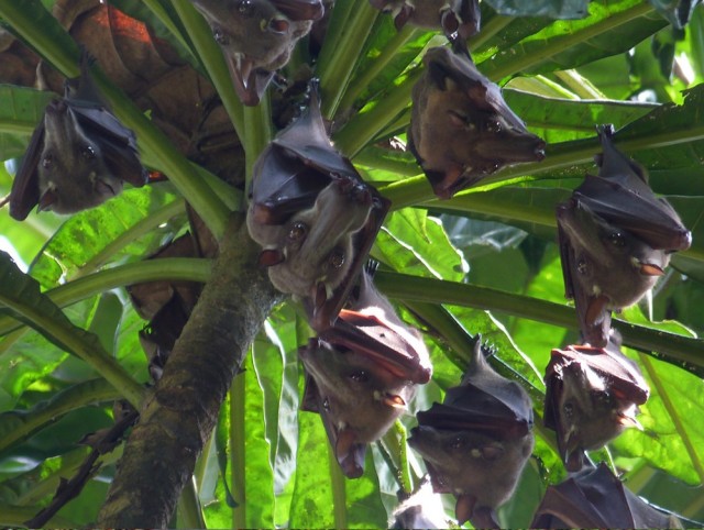 Этот зверь превратил свою морду в рупор для безумных воплей