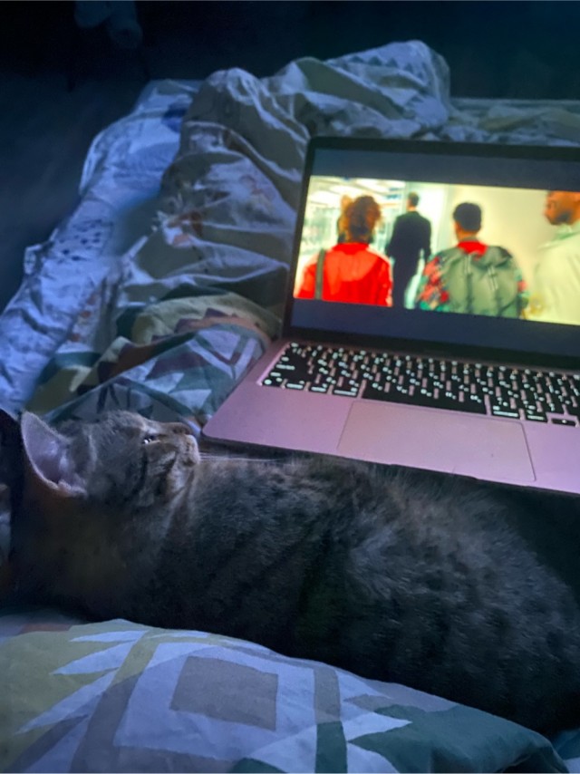 К котовторнику