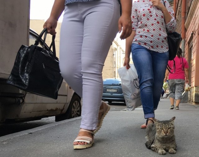 Петербургские шутки.