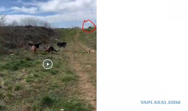 Две бельгийские овчарки Малинуа