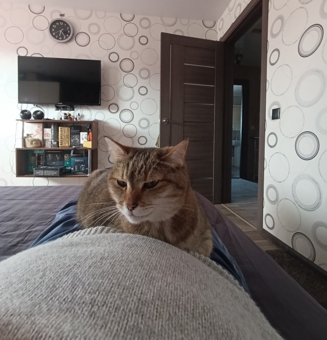 Тёплое, лаповое к котовторнику.