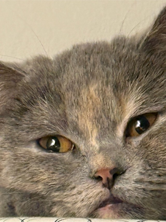 Моя жена не умеет фоткать кота