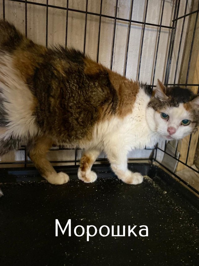 Жизнь домашнего приюта "Котоленд" 507