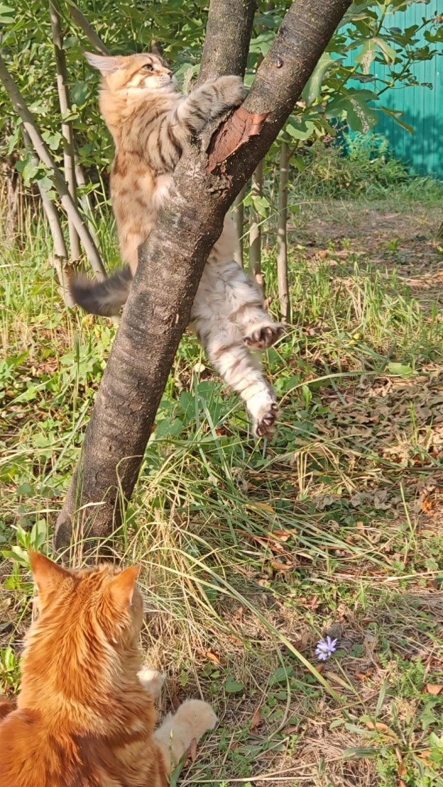 Котовторник