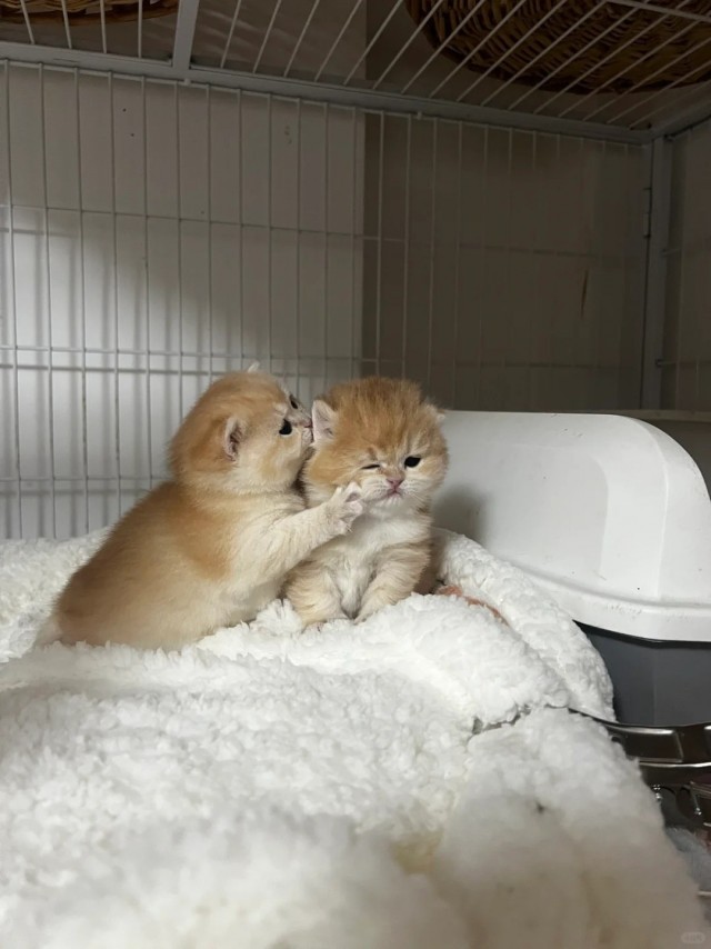 Кошачьи секреты