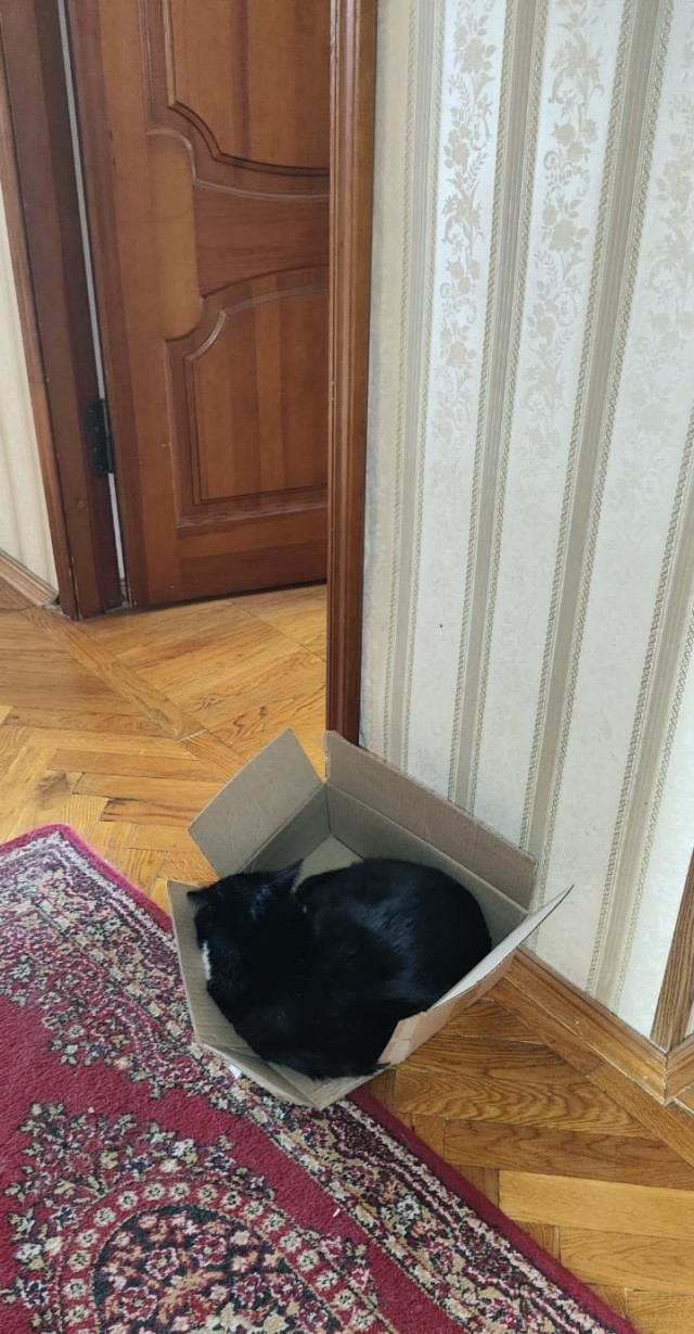 Страшная авария, большегруз сбил легковушку