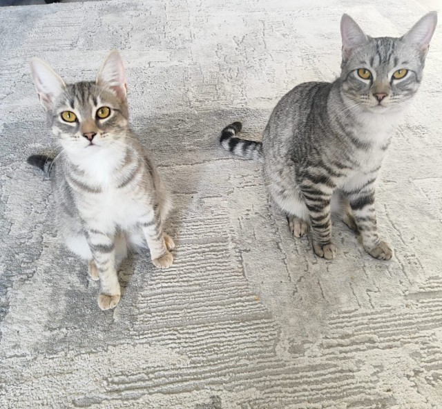 Котовторник наступил