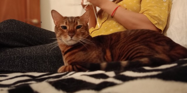 80 г => 3,1 кг (котовторник)