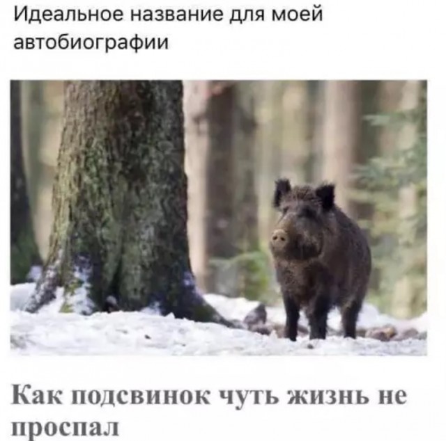 Картиночки, баянчики 22 апреля