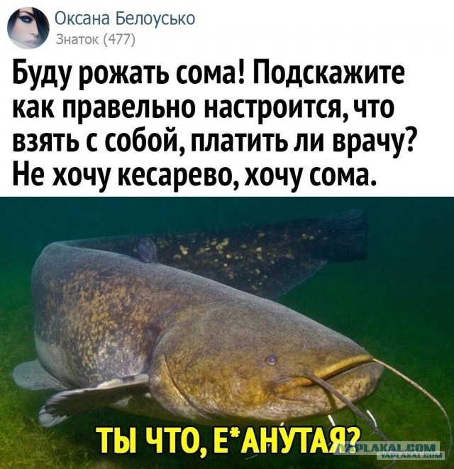 В Москве-реке рыбаки выловили 25-килограммового сома