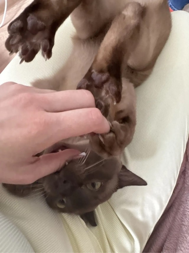 Котовторник