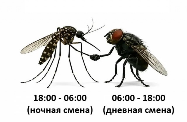 Картинки для деградации 202 (разной степени свежести)