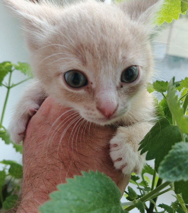 Подобрашки, 2 шт. (котовторник)