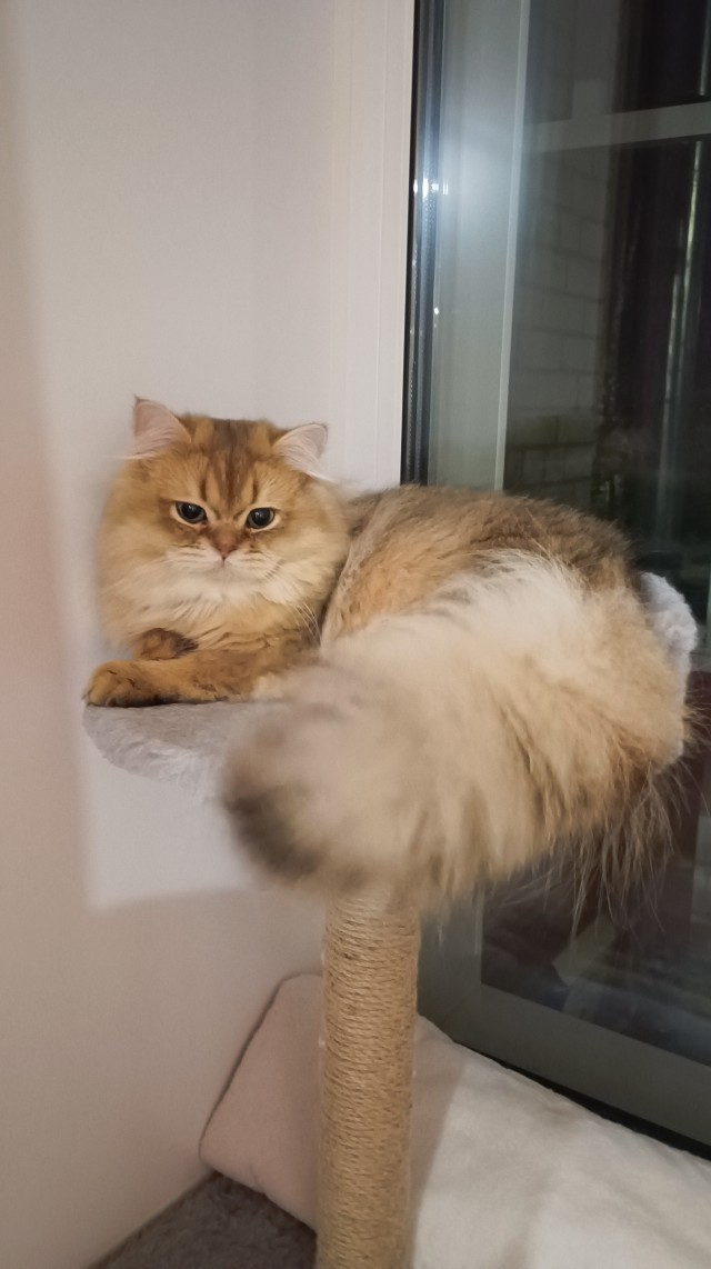 Рыжий шикарный котище