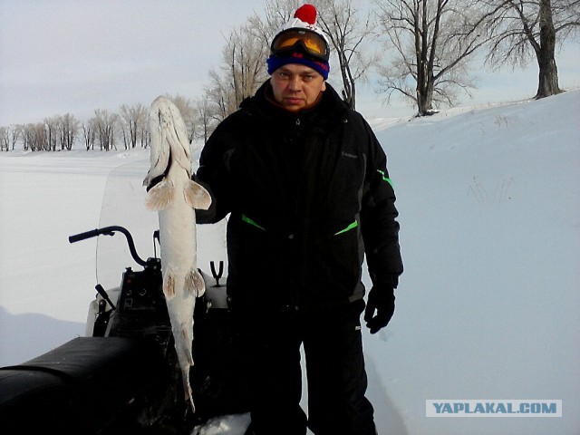 Как в России называют щуку весом 10 килограмм?