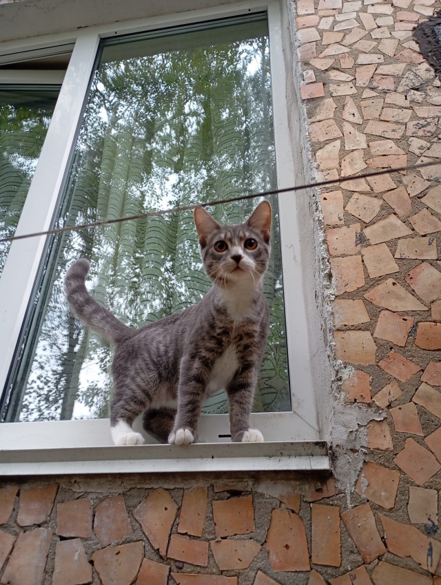 Котовторник 29.09.2026