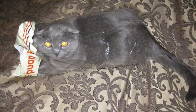 Котовторник 8.10.2013