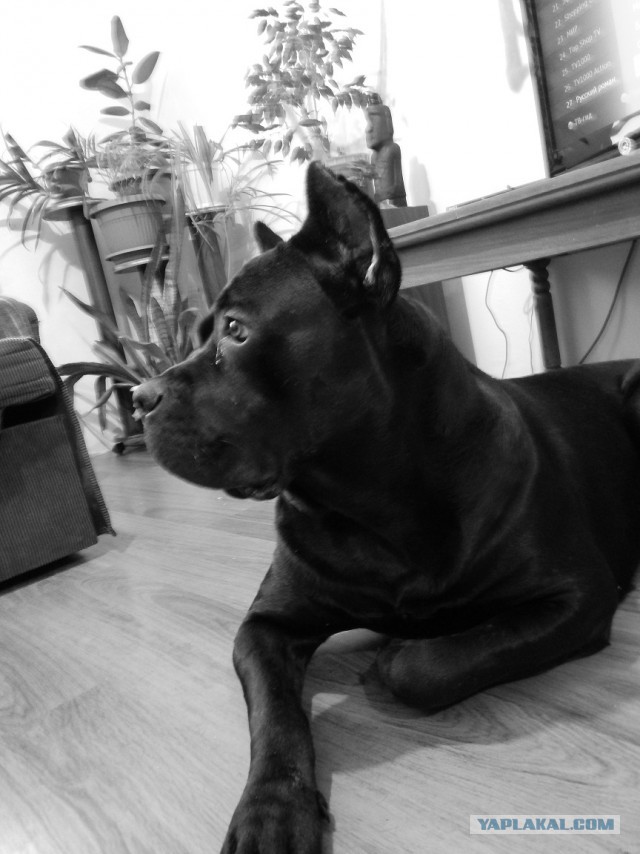 Собакочетверг на 02.01.2014