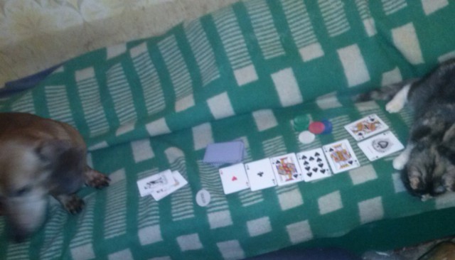 Котовторник 25.02.2014