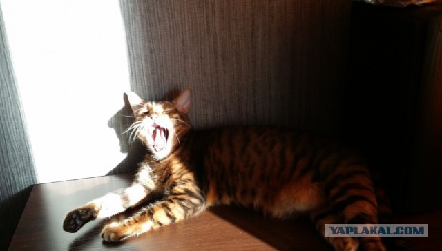 Котовторник 01.04.2014