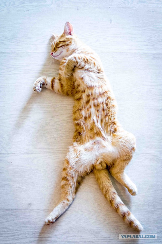 Котовторник 17.06.2014