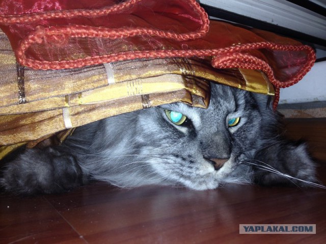 Котовторник 22.07.14