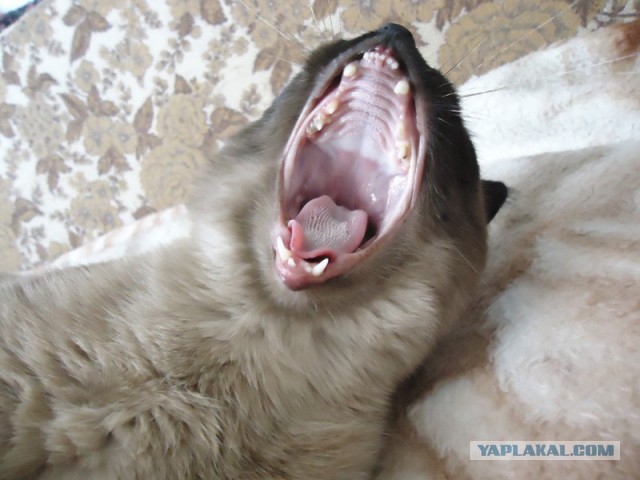 А у тебя есть фото твоей зевающей котейки ?
