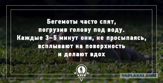 15 удивительных фактов о животных