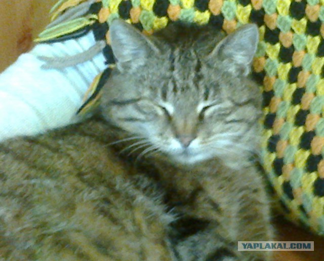 Котовторник 31.03.2015