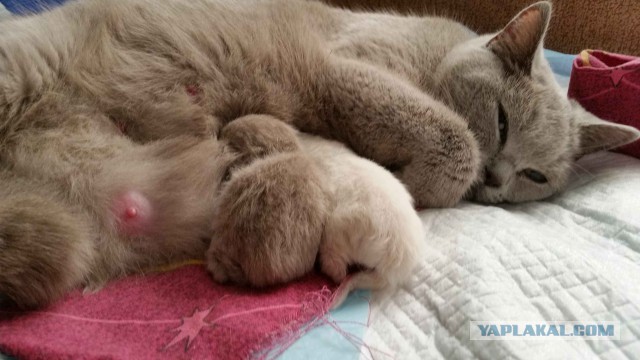 Котовторник