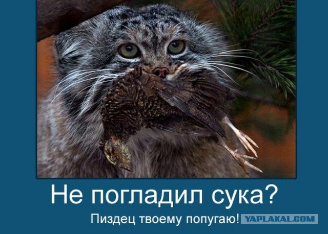 Дикий котовторник