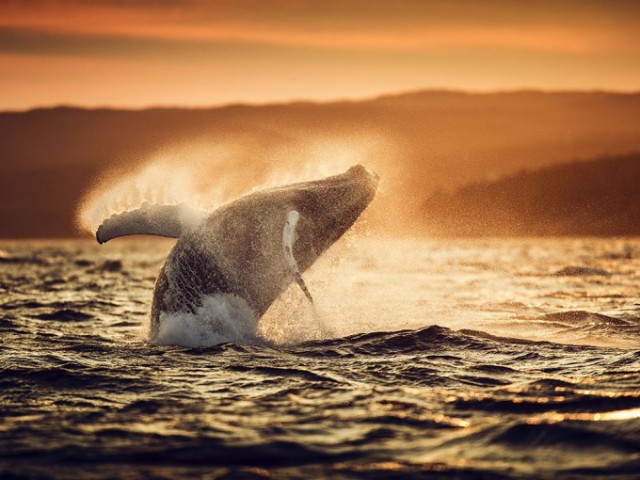 Лучшие фотографии National Geographic 2015