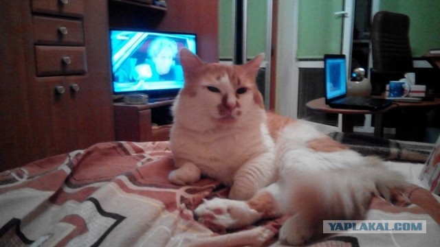 Котовторник 02.02.2016