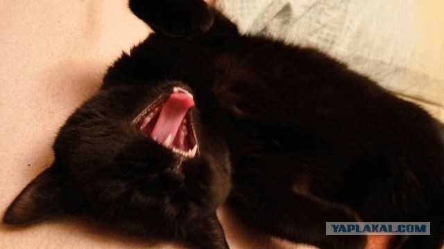 Котовторник 15.03