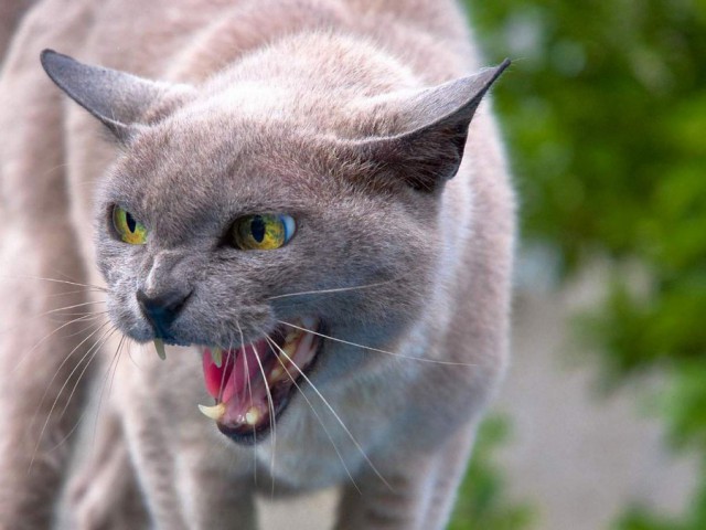 Коты из сети