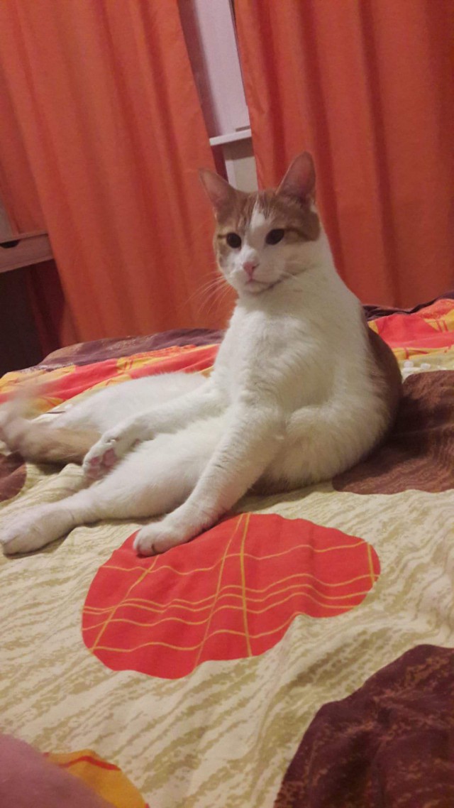 Котовторник 11/04/2017