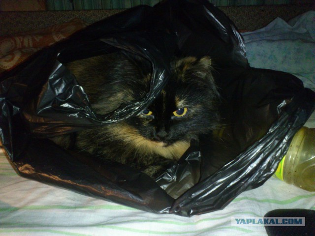 Когда ты величественный, безжалостный, грациозный убийца... но тебе дали пакетик