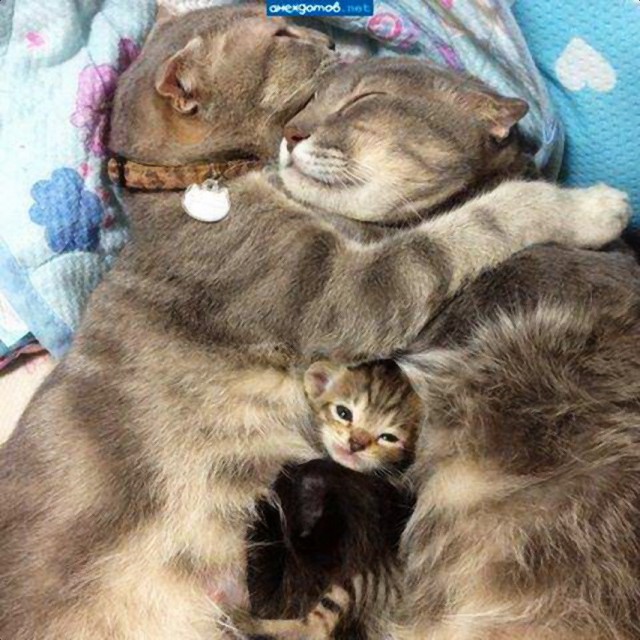 Коты и Кошки